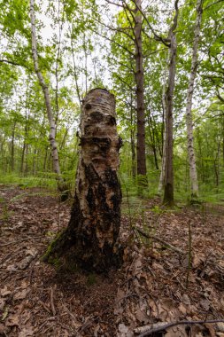 Yosun dolu ağaç gövdesi