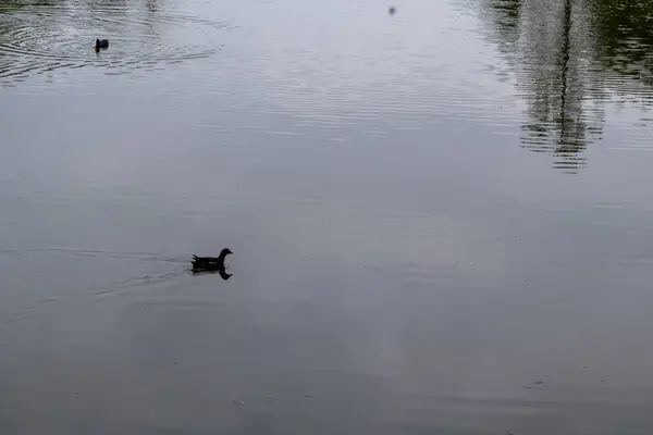 stock image ducks on the lake