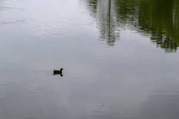 stock image ducks on the lake