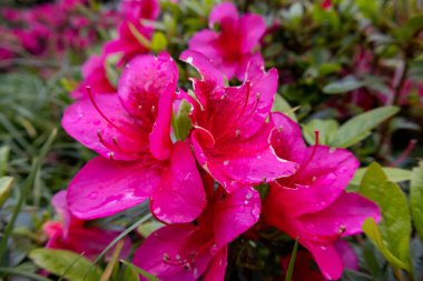 Pembe Çiçeklere Yağmur Damlaları