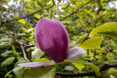 pembe Manolya çiçeği