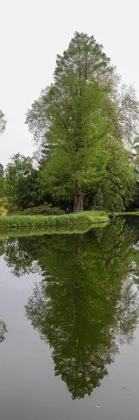 stock image lake in the forest