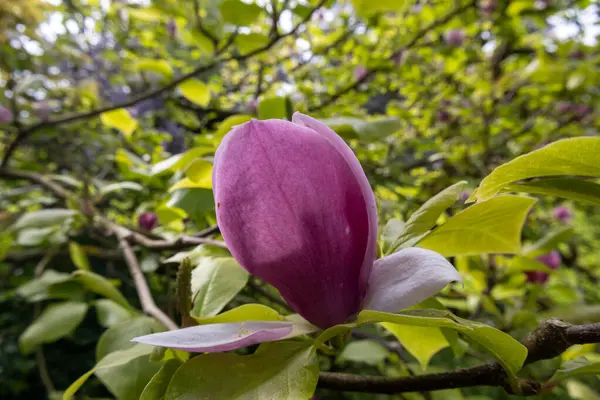 stock image a pink magnolia flower