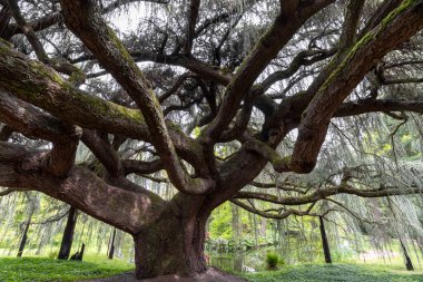 Parktaki ağaç