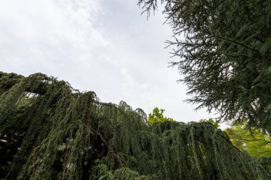 Parktaki ağaç