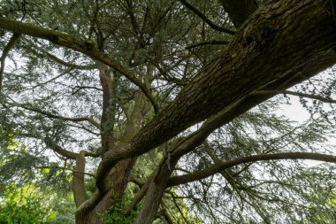 Parktaki ağaç