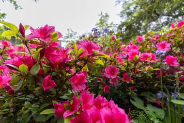 Bahçedeki pembe çiçekler