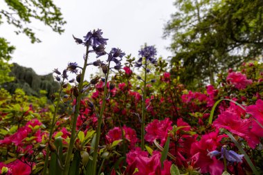 Bahçedeki pembe çiçekler