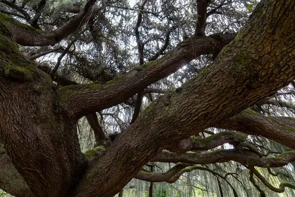 Stock image tree in the park