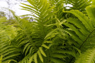 Ormanda eğreltiotu yaprağı