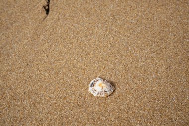 Kumsalda deniz kabuğu