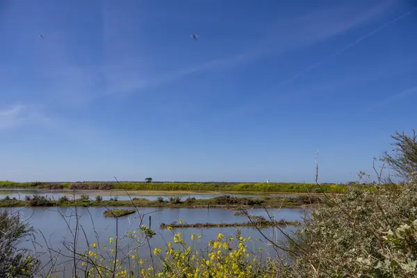 stock image landscape with a river in the country