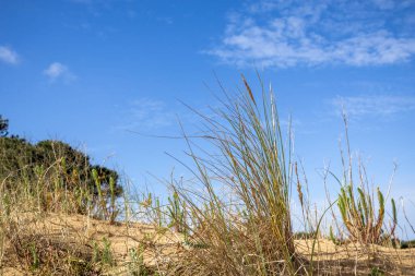 Mavi gökyüzüne karşı Reed
