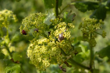 uğur böceği bir çiçek üzerinde
