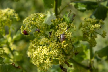 uğur böceği bir çiçek üzerinde