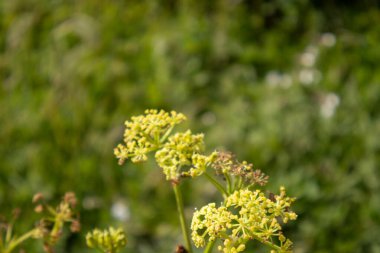 uğur böceği bir çiçek üzerinde