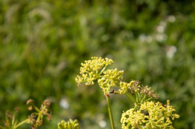 uğur böceği bir çiçek üzerinde