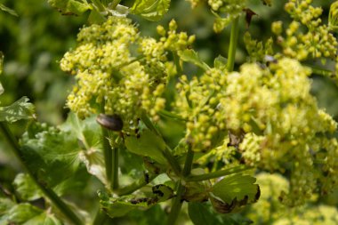 uğur böceği bir çiçek üzerinde