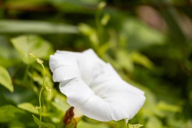 Bahçedeki beyaz çiçek