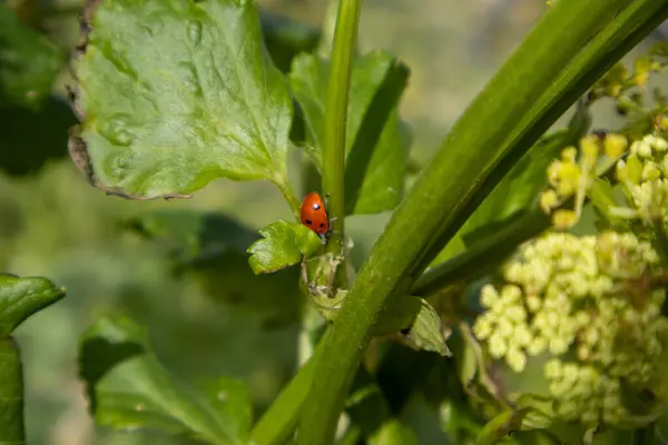 uğur böceği bir çiçek üzerinde