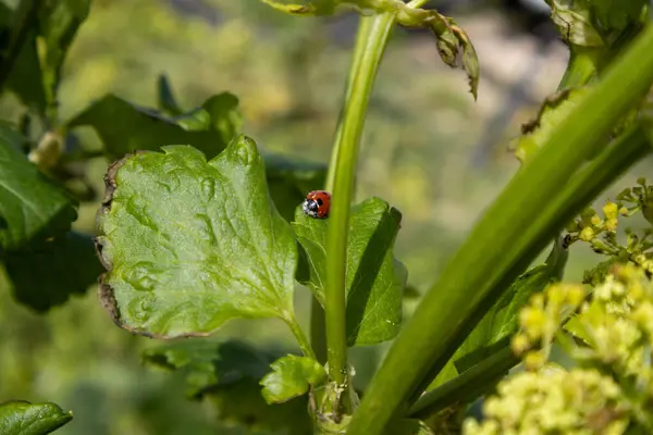 uğur böceği bir çiçek üzerinde
