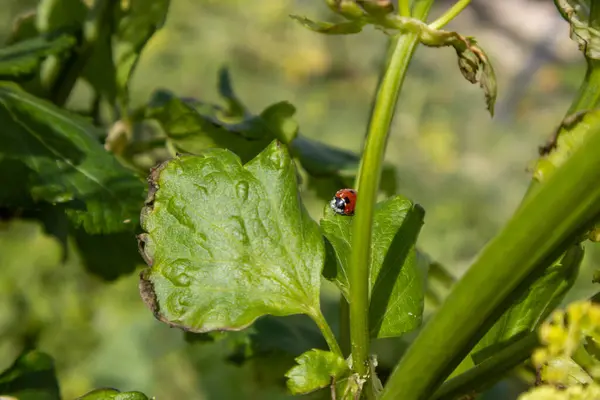 uğur böceği bir çiçek üzerinde