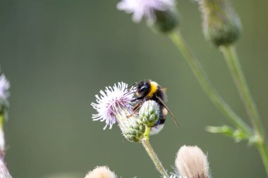 bee on a flower clipart