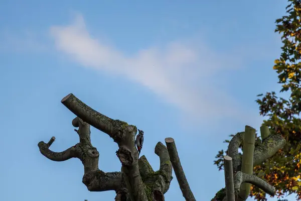 Büyük benekli ağaçkakan dalında