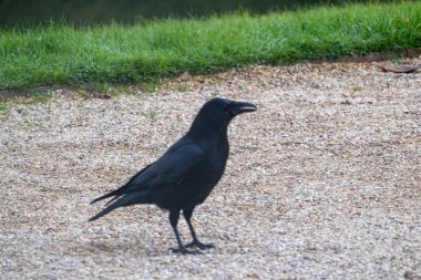 Yerdeki karga