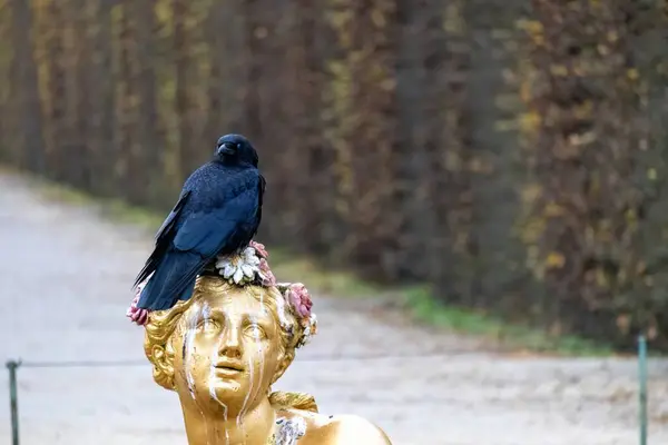 Heykelin başındaki bir karga