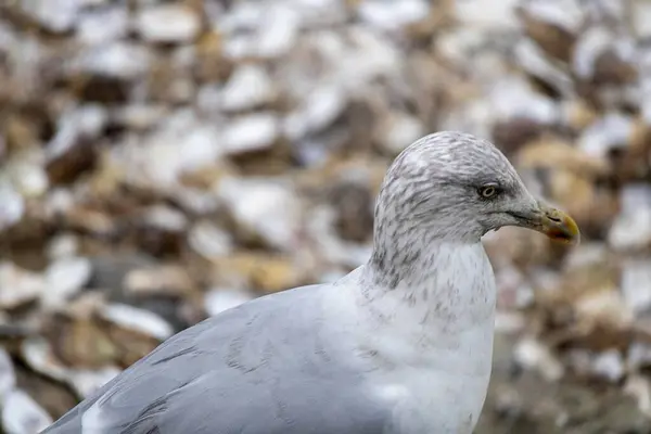 Bir martıya yaklaş.