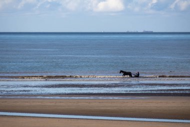 Sahildeki atlar.