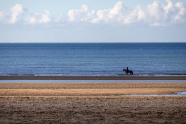 Sahilde dörtnala koşan at.