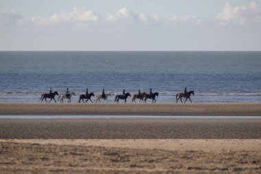 Atlar sahilde yürüyor.