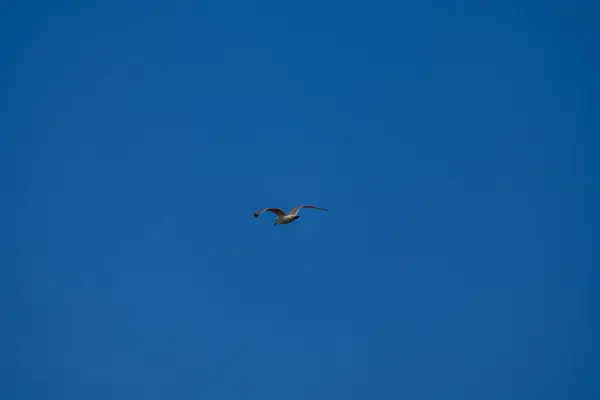 martı yazın uçuyor.