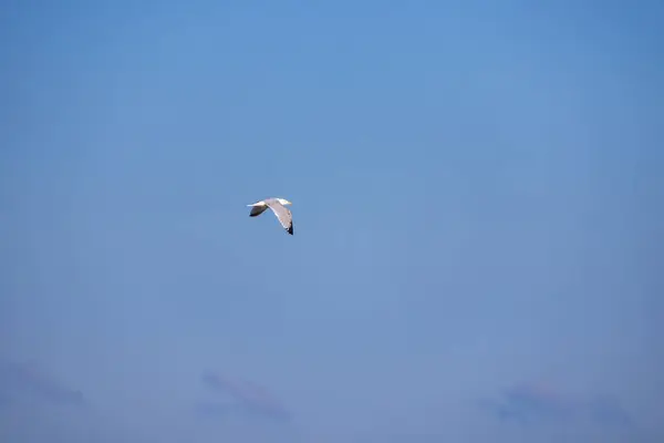 martı yazın uçuyor.