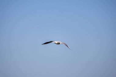 Gökyüzünde martı