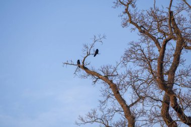bir ağaçtaki karga