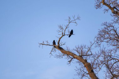bir ağaçtaki karga