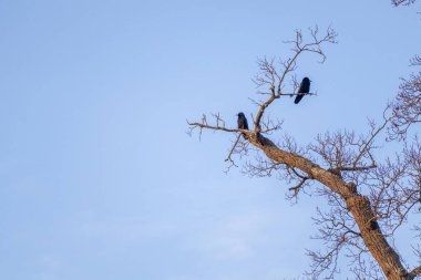 bir ağaçtaki karga