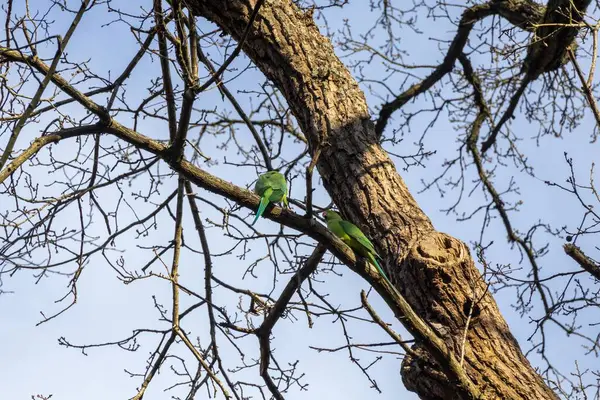 Mavi gökyüzüne karşı ağaç dalları