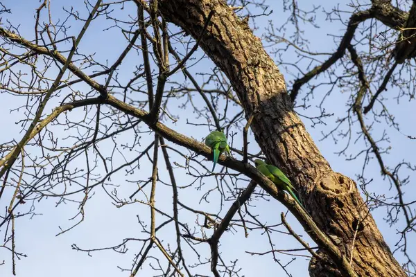 Mavi gökyüzüne karşı ağaç dalları