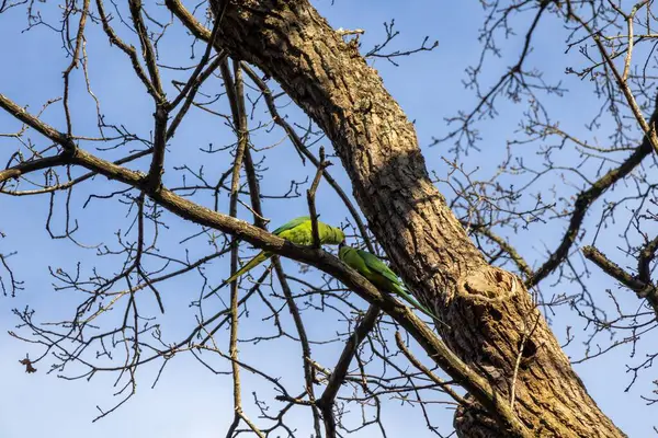 Mavi gökyüzüne karşı ağaç dalları