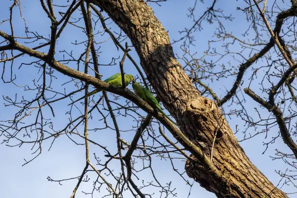 Mavi gökyüzüne karşı ağaç dalları