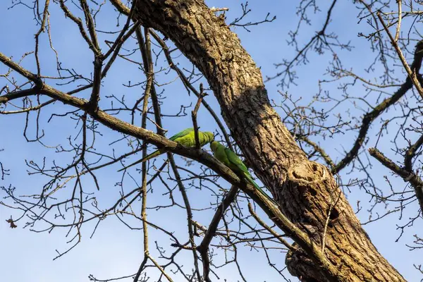 Mavi gökyüzüne karşı ağaç dalları