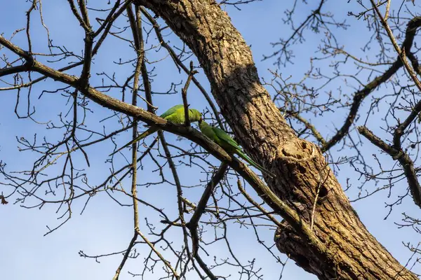 Mavi gökyüzüne karşı ağaç dalları