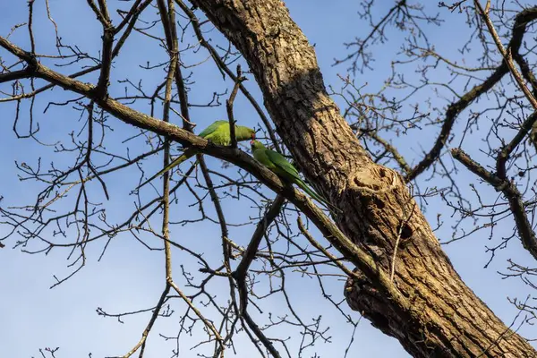 Mavi gökyüzüne karşı ağaç dalları