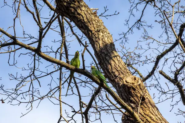 Mavi gökyüzüne karşı ağaç dalları