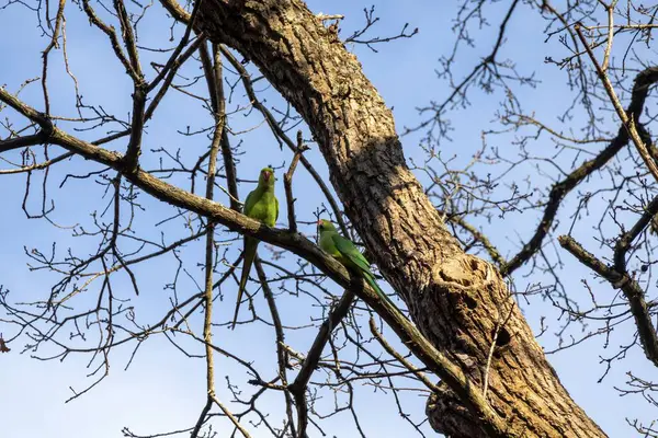 Mavi gökyüzüne karşı ağaç dalları