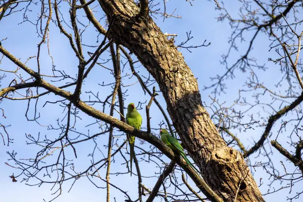 Mavi gökyüzüne karşı ağaç dalları